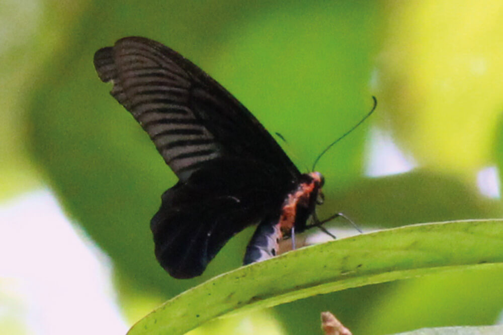 Atrophaneura varuna astorion photo A