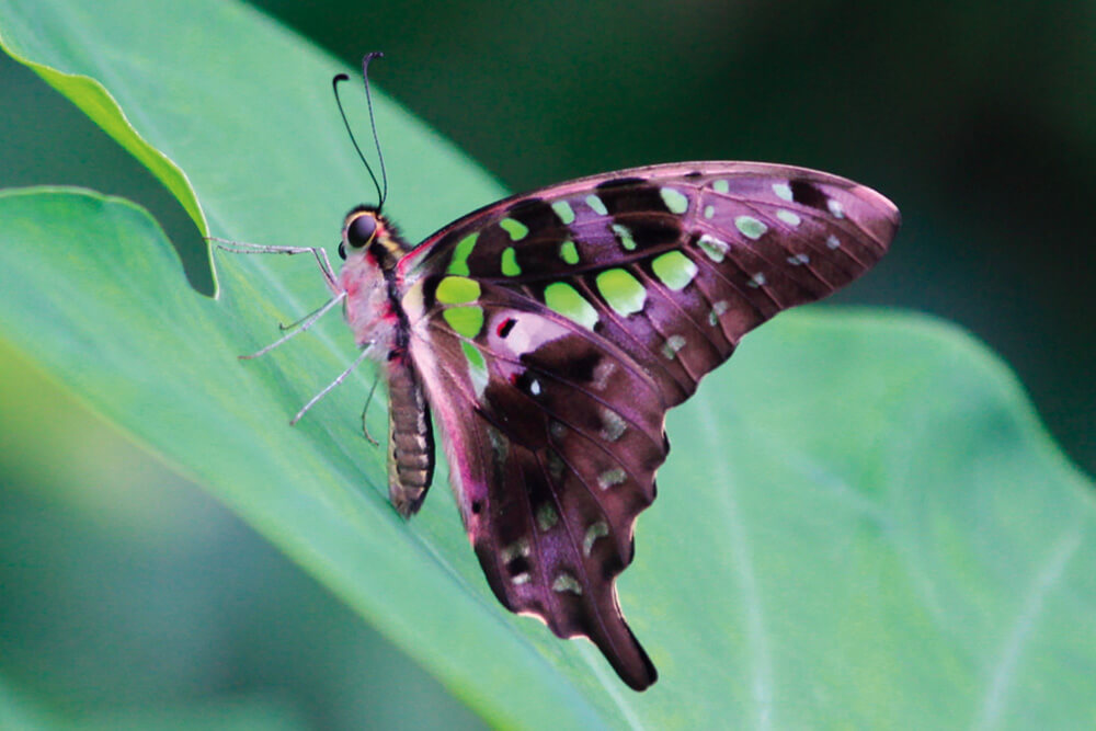 Graphium agamemnon agamemnon photo A