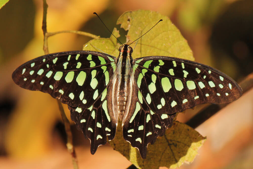 Graphium agamemnon agamemnon photo A