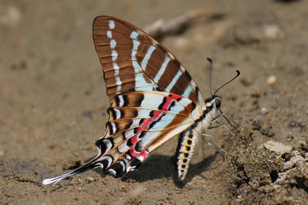 Graphium nomius A