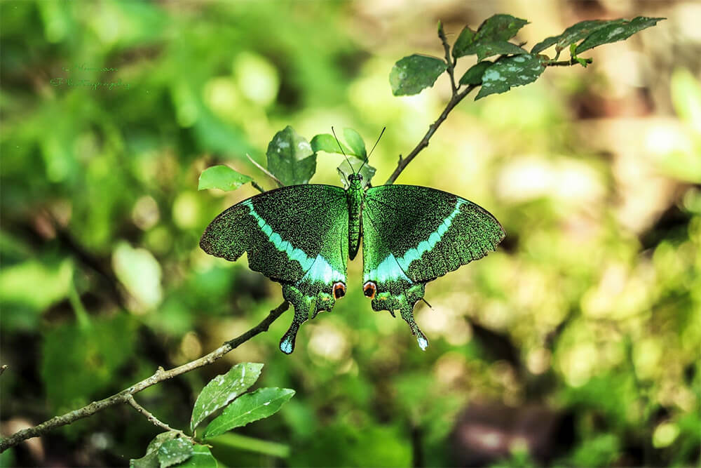 Papilio crino photo A