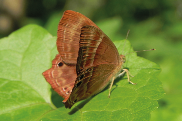 Abisara echerius suffusa photo A