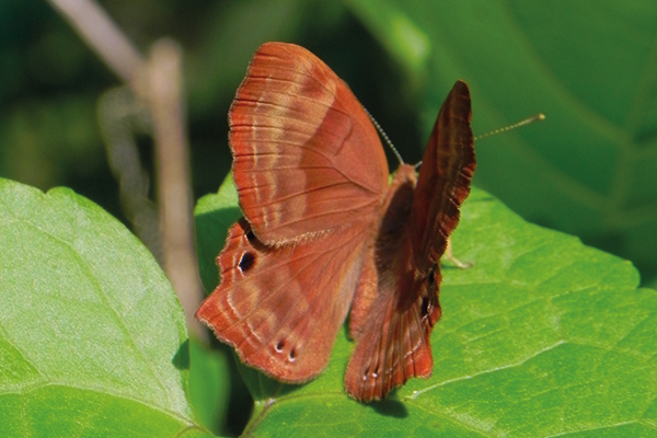 Abisara echerius suffusa photo B
