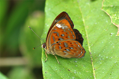 Taxila haquinus fasciata photo A