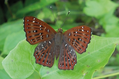 Zemeros flegyas flegyas photo A