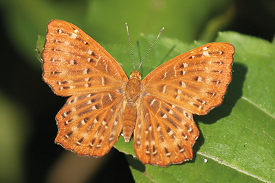 Zemeros flegyas flegyas photo B