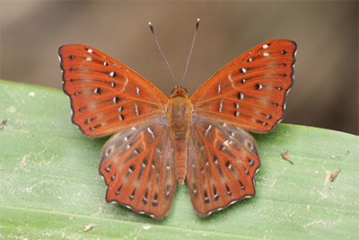 Zemeros flegyas flegyas photo C