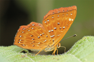 Zemeros flegyas flegyas photo D