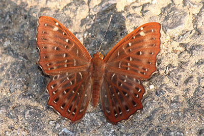 Zemeros flegyas flegyas photo E