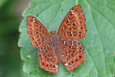 Zemeros flegyas flegyas photo F